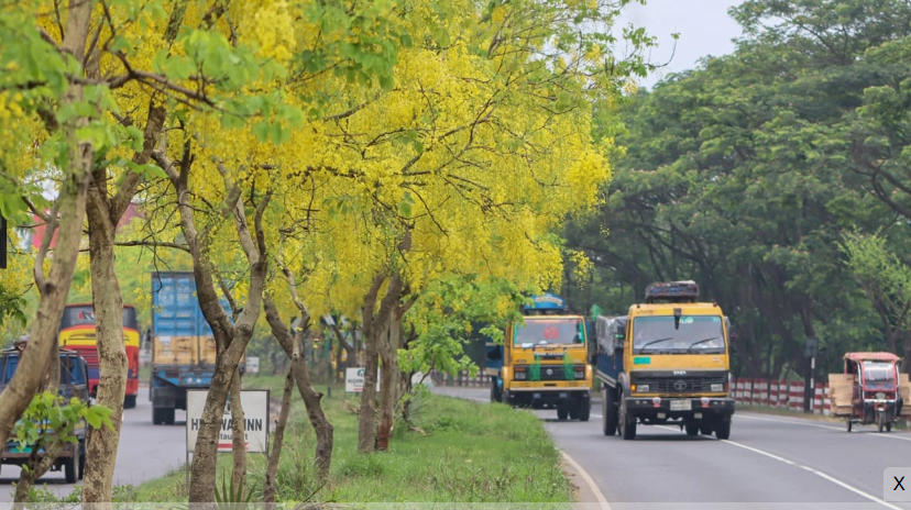 মহাসড়কে ঝুমকার মতো ঝুলছে সোনালু ফুল
